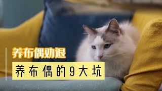 千万不要养布偶猫养布偶之前必须知道的九个坑