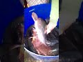حرب القراميط حرب القراميط
