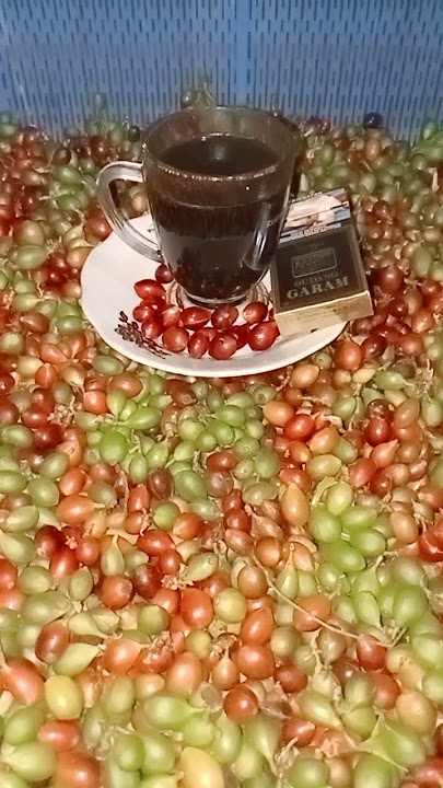 ngopi dulu lur.. #dangdut #lagu #cover #kopi #ngopi #kopilampung #kopiindonesia #fyp
