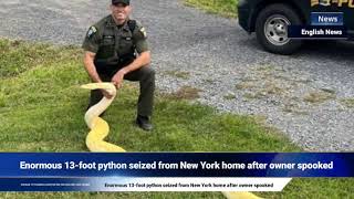 Enormous 13-foot python seized from New York home after owner spooked