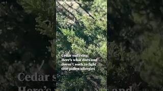 Can you become immune to cedar fever? How to treat this Central Texas allergy