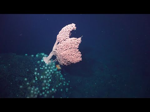 וִידֵאוֹ: מתי סויקו Seamount נוצר?