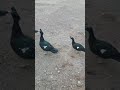 Amerikan ördeği uçuşu (flying muscovy ducks)