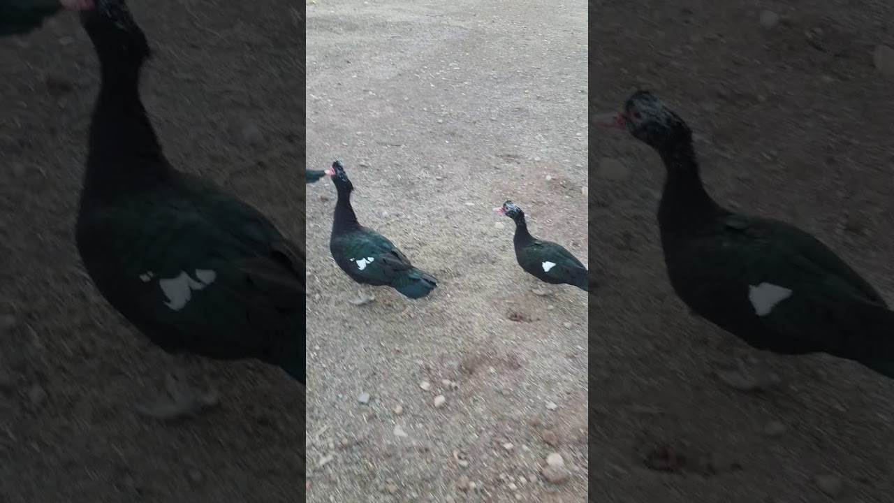 Amerikan ördeği uçuşu (flying muscovy ducks)