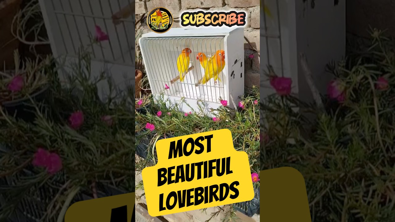 Lutino opaline & Lutino fisheries Lovebirds | Most beautiful lovebirds | FS aviary official #shorts