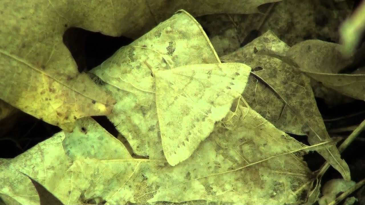 Morbid Owlet Moth (Erebidae: Chytolita morbidalis) on Leaf
