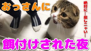 おっさんに餌付けされた猫【スコティッシュフォールド】【Scottish Fold】