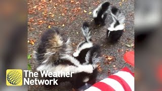 BABY SKUNKS go on an adventure with mom