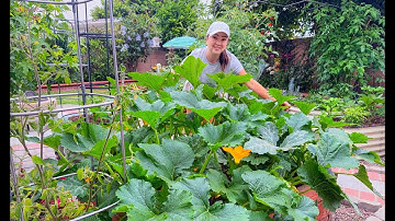 How to Grow Squash and Zucchini Vertically