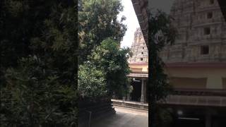 Ekamreswara Temple, Mango Tree 🙏