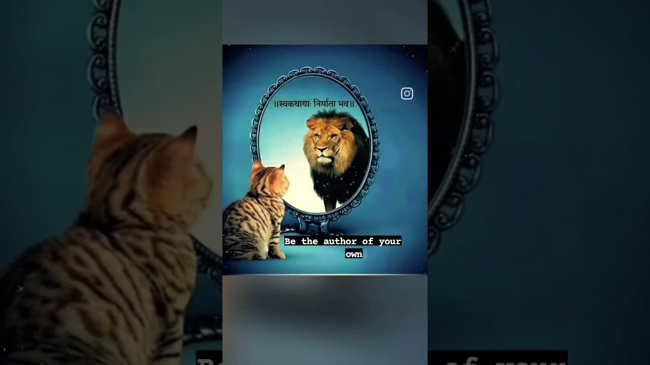 cat to lion version|cat motivational video