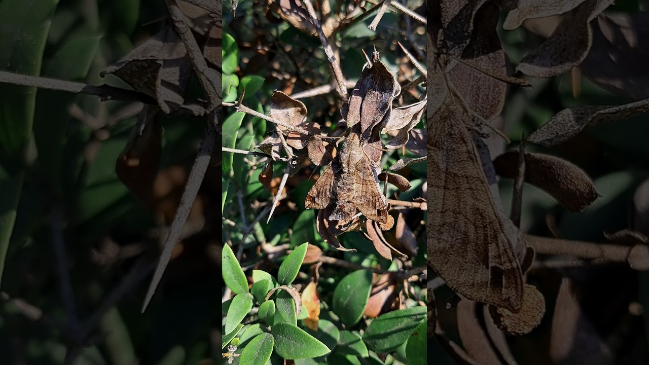 Camouflage of a hummingbird hawk moth in nature | 