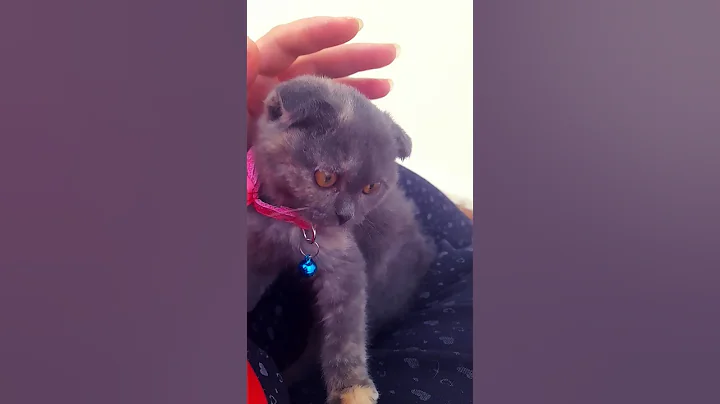 Watch the video about Scotch Fold kitten#catsounds#funny#cat#trending#like#cut#shorts#short##shortvideo#explore#fyp#vril