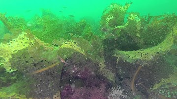 Save Our Kelp Forests