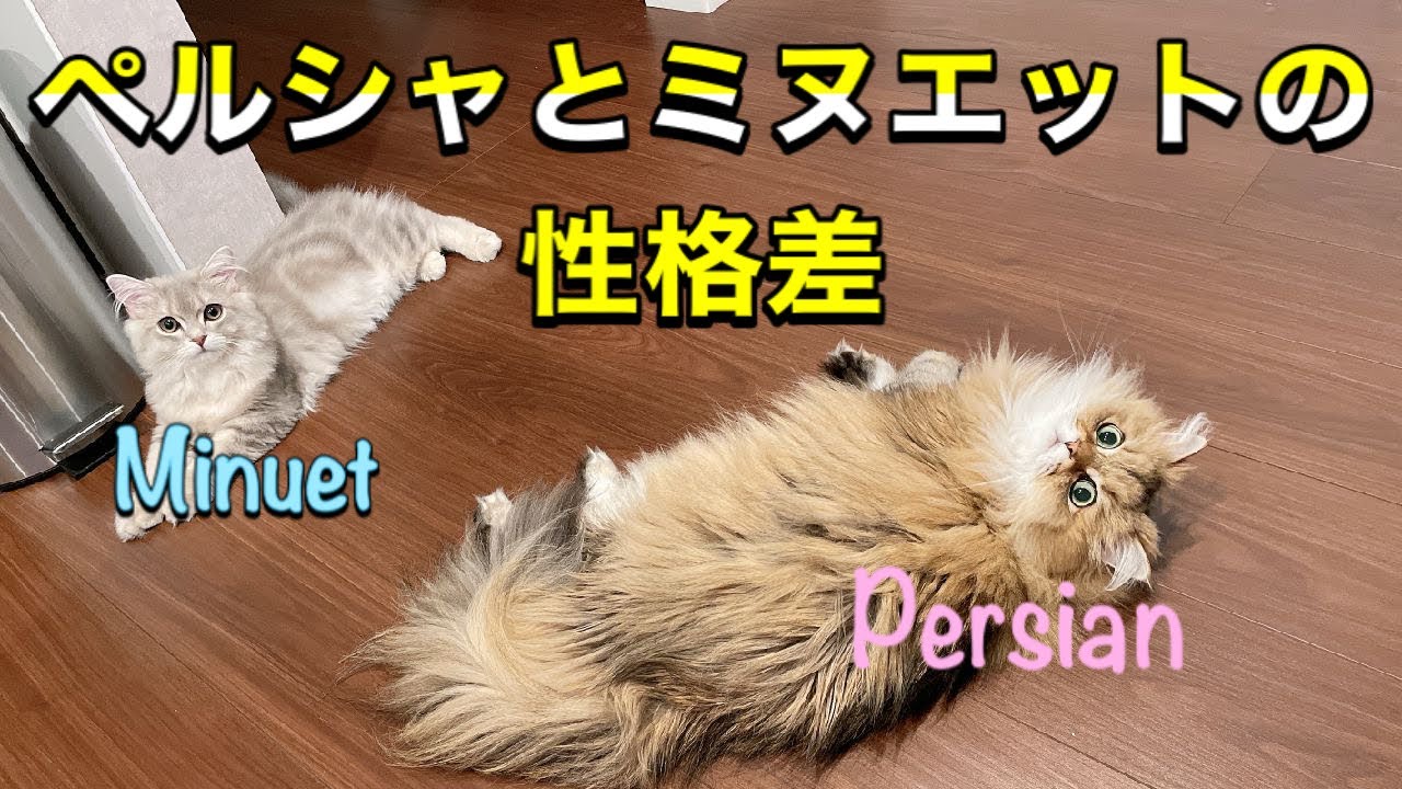 【比較】ペルシャとミヌエットの性格の違い　これから飼いたい方必見