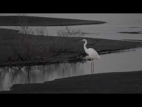 Dubai Ras al Khor Wildlife Sanctuary