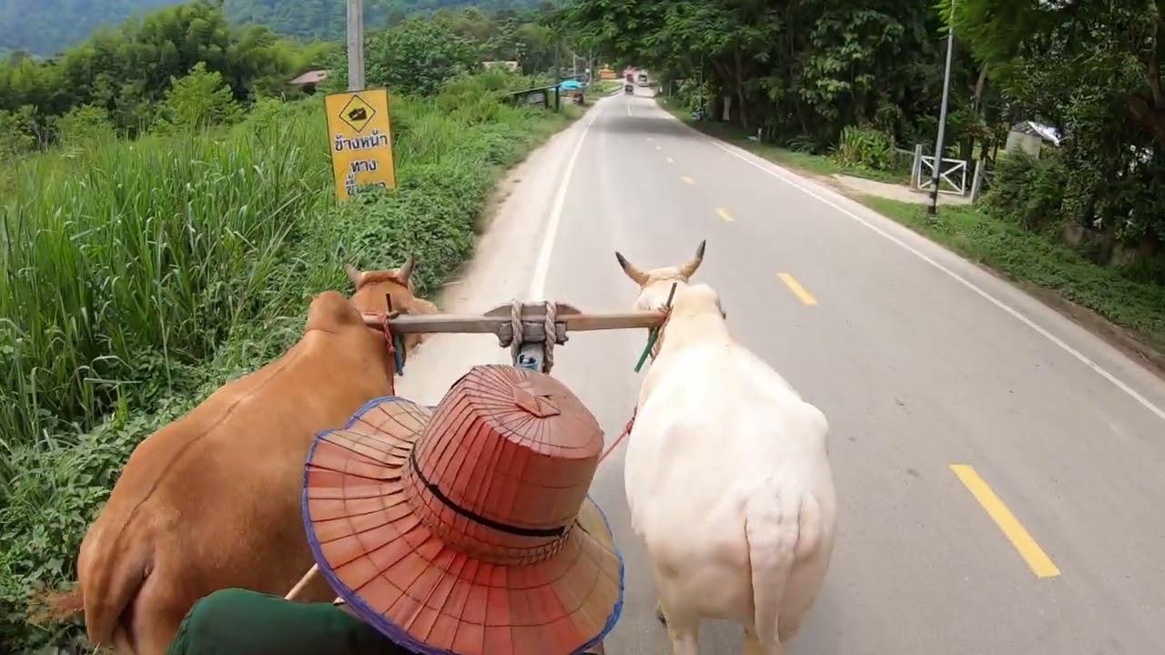 第四天  騎水牛