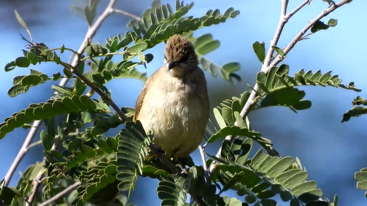 นกปรอดสวน : Streak-eared Bulbul (Pycnonotus blanfordi)  4K