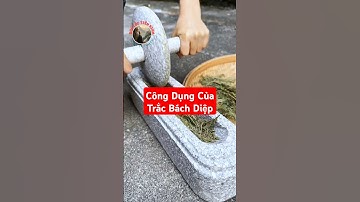 Bạn biết công dụng của Trắc Bách Diệp không?