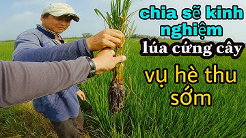 Chia sẽ kinh nghiệm giúp lúa cứng cây vụ hè thu #52 l Thanhdotv