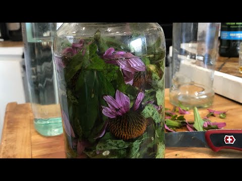 Video: Echinacea - Medicinal Properties And Uses