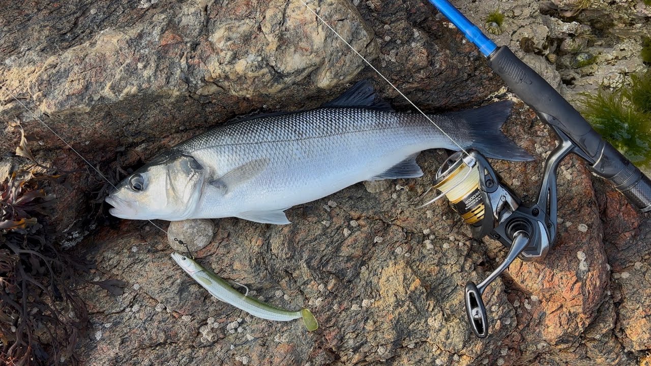 SOLO LURE FISHING I WON’T Go BASS Fishing WITHOUT This LURE I Recently BROUGHT!!