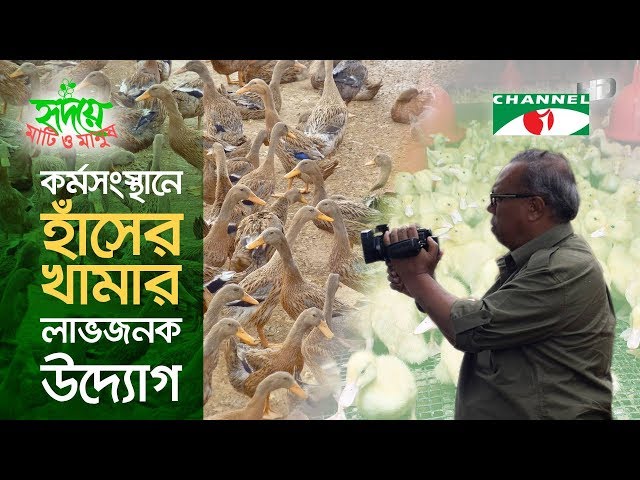 Duck Farming | Shykh Seraj | হাঁসের খামার লাভজনক উদ্যোগ | Channel i class=