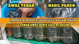 Proses awal tebar ikan lele dalam galon
