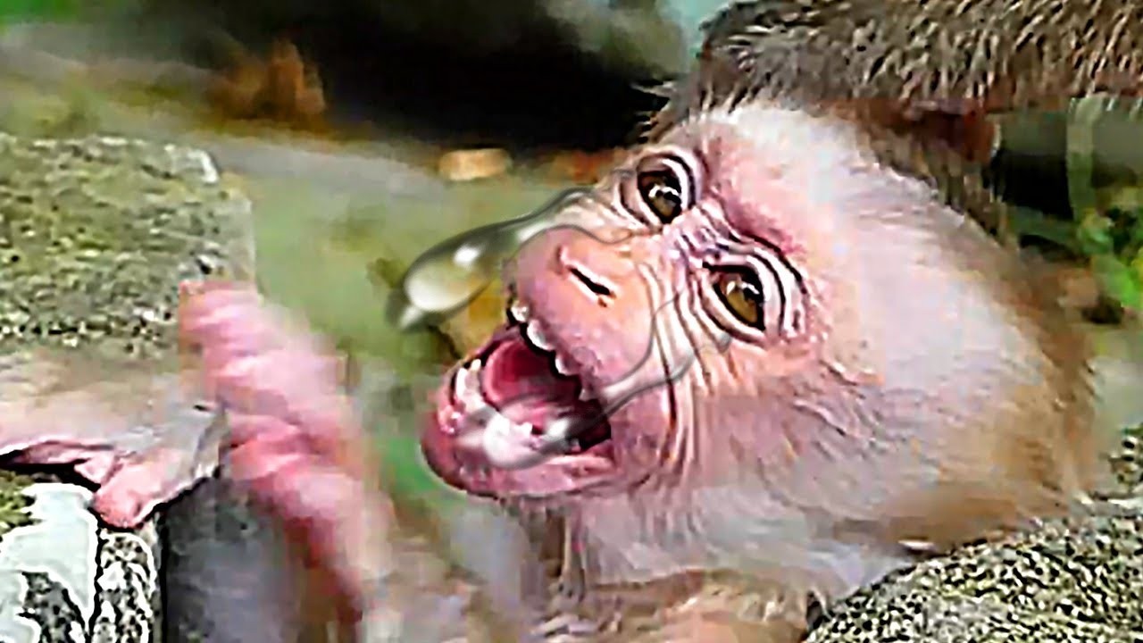 NICE CLIP VIDEO MONEKY- MIX VDO MONKEY