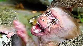 Nice Clip Video Moneky- Mix Vdo Monkey