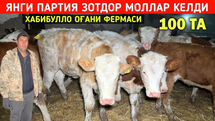 Jinsiy orgiya haqida onlayn porno videolar Kiyimingni yech, seni sikamiz.