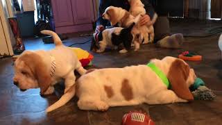 Basset Hound Puppies running amuck