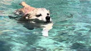 Cute Dog FOX First Swim of 2024! #dogswim #dogswimming #cutedog #doglover #dog