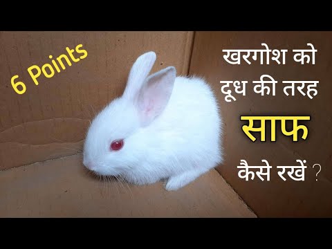 वीडियो: खरगोश को साफ रखने के 3 तरीके