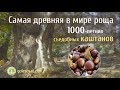 Самая древняя роща в мире 1000-летних съедобных каштанов!