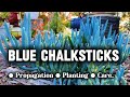 Blue Chalksticks ~ Complete Guide to Propagation, Planting &amp; Perfect Care 