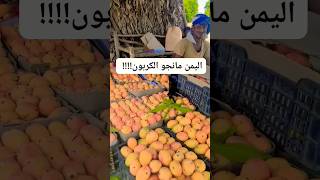 زراعة_اليمن_مانجو_حبحب