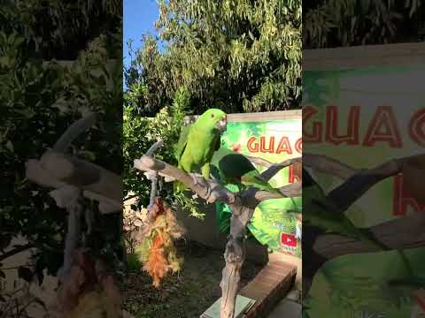 #lorofeliz #parrot #amazonparrots #amazon #bird
