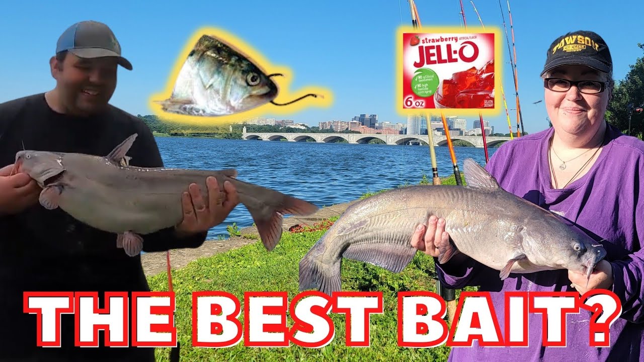 Jello chicken Catfish Bait VS cut bait YouTube