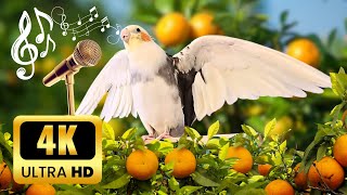 Parrot Cockatiel Singing Training 🌿| Calopsita cantando | Entrenamiento de canto de cacatúa loro by MATI BIRD 2,432 views 1 month ago 2 hours, 1 minute