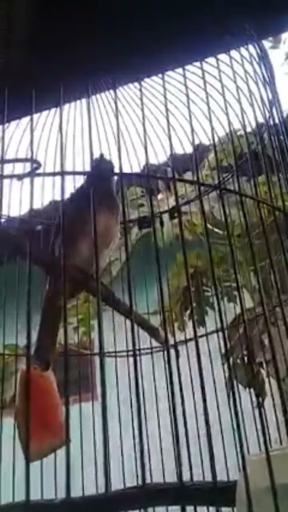 Ropelan Burung rengganis cucak wilis #rengganisgacor