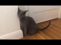 How Lena and Matilda are different from typical Russian Blue and Burmese cats