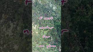 Sidr Medicinal Plant