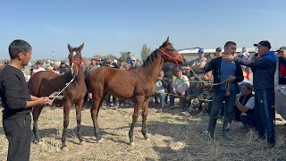 Шалта айылындагы жаш тайларлын выставкасы