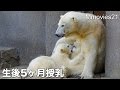 Polar Bear's nursing 生後5ヶ月ホッキョクグマの授乳