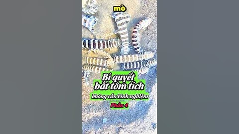 Series: Bí quyết bắt tôm tích không cần kinh nghiệm phần 4| Mò Cua Bắt Ốc -TV