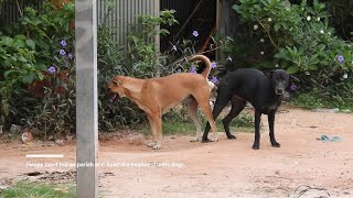 Dingo dogs happy play in my villages