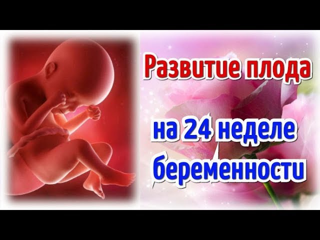 Развитие плода на 24 неделе беременности!