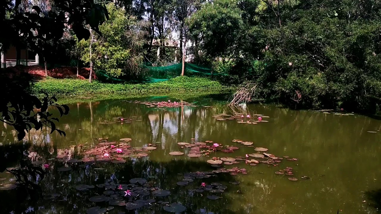 Pond NCBS Campus