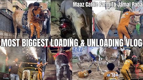 LOADING & UNLOADING OF SAMEER & MEHRAJ BHAI COWS FROM MAAZ CATTLE FARM 2025 | Kolkata cow 2025
